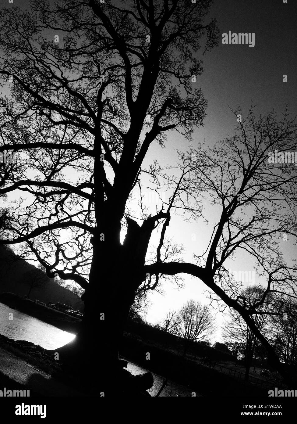 Tree silhouetted against the winter sun by the river at Bolton Abbey - Smartphone Captured Stock Image