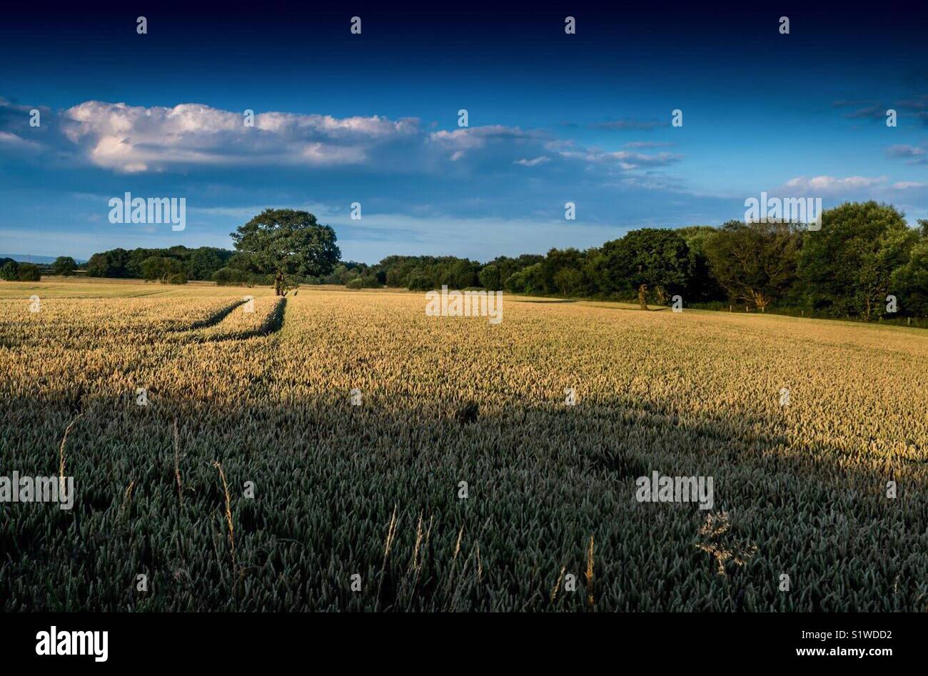 Open field, field of gold, field of opportunity - Smartphone Captured Stock Image