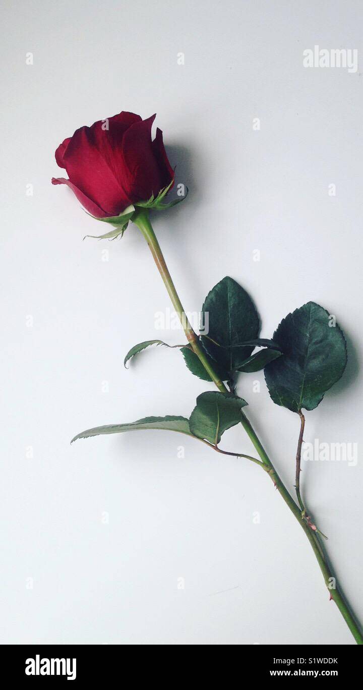 Beautiful red rose given to me as a random act of kindness! Stock Photo