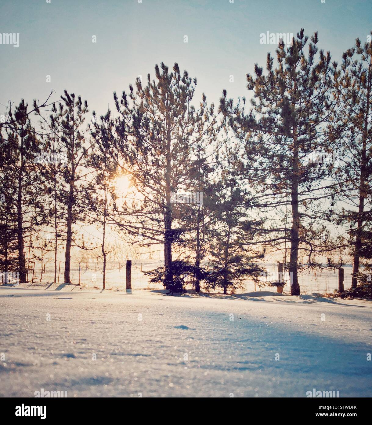 Sunset through pine trees and fence making snow sparkle in the foreground Stock Photo