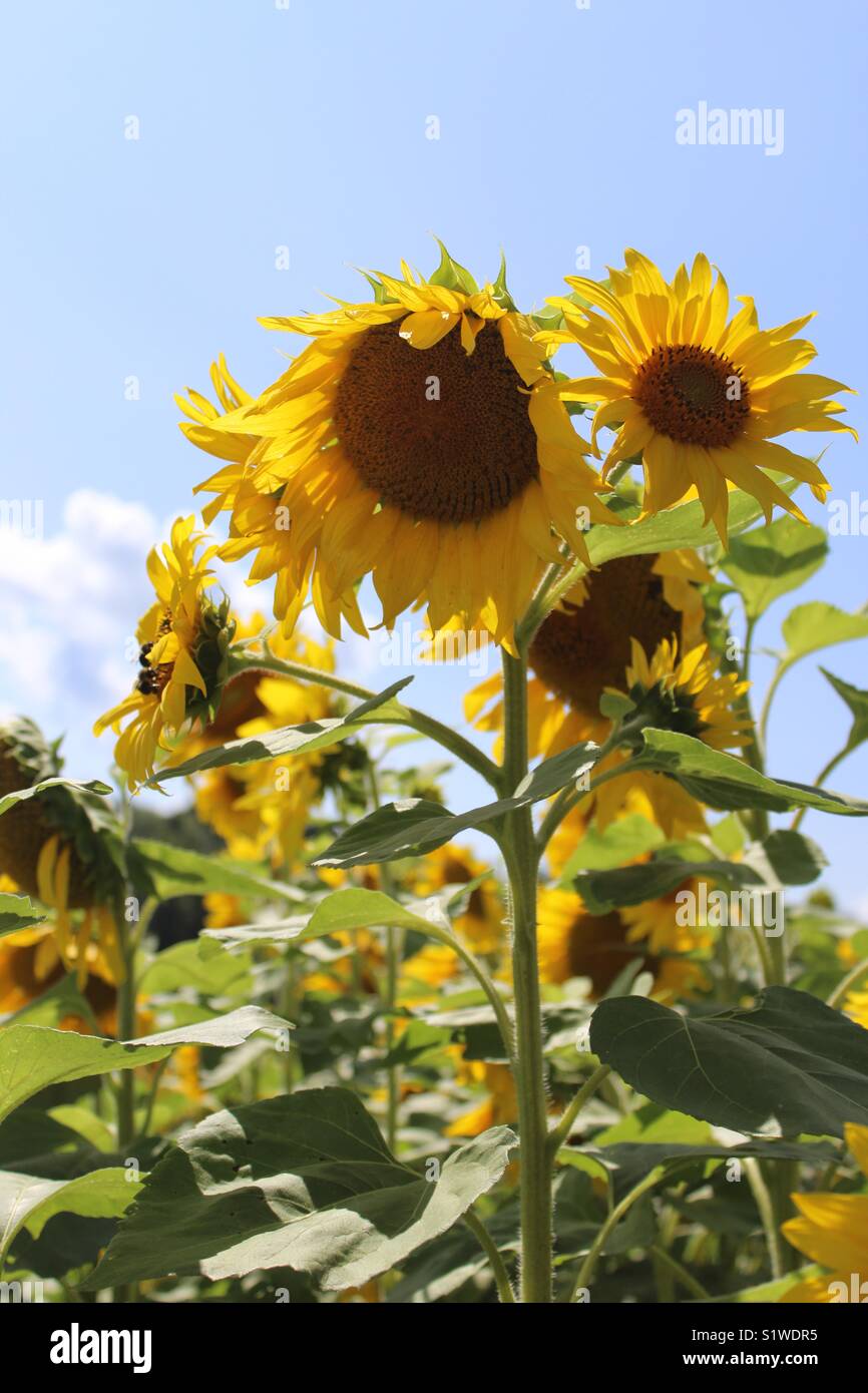 Sunflowers fields of dreams Stock Photo Alamy