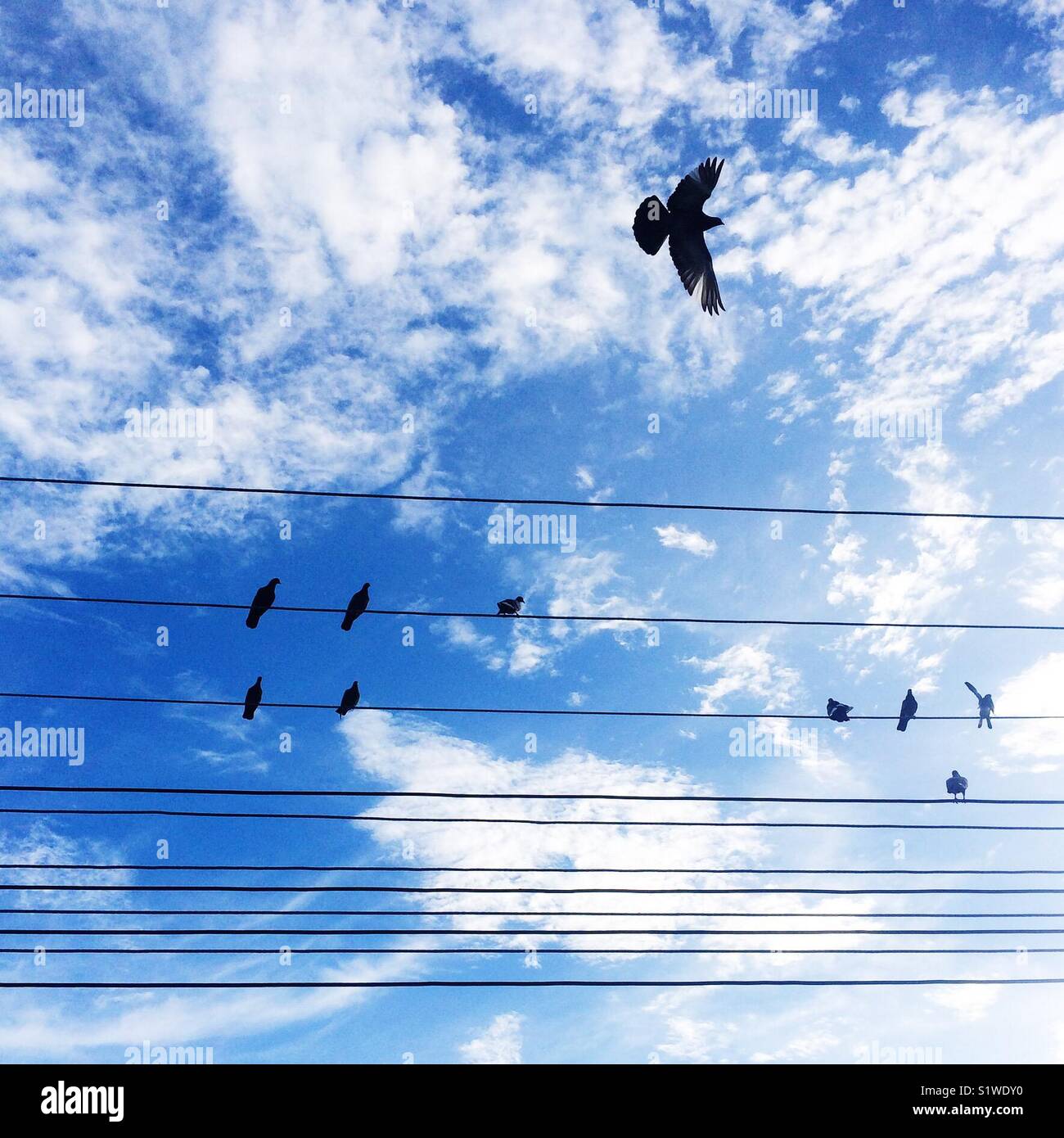 birds stand on wire with beautiful blue sky and clouds background Stock Photo