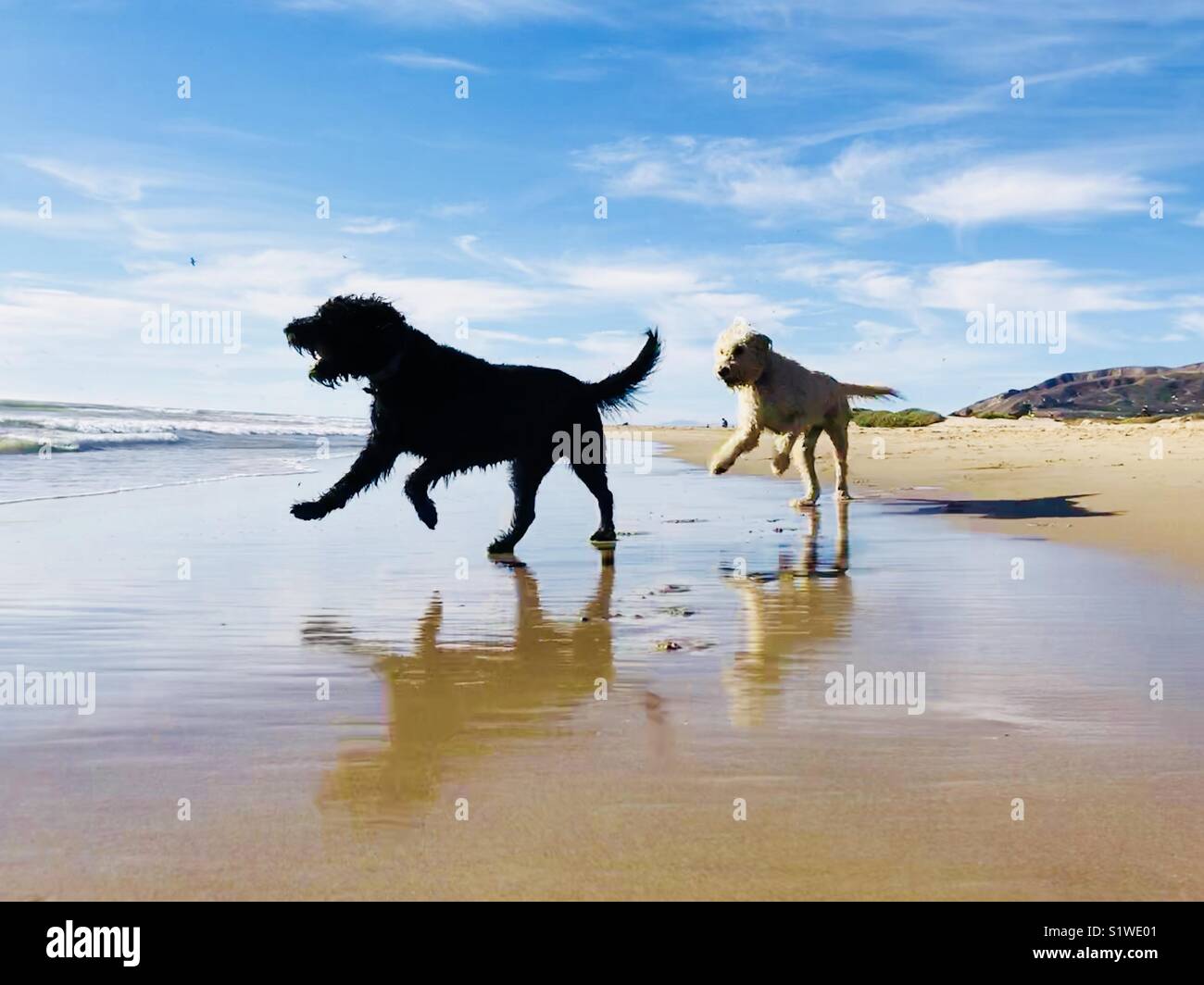 Two labradoodles dogs playing on the beach. Ventura, California USA. - Smartphone Captured Stock Image Two labradoodles dogs playing on the beach. Ventura, California USA. - Smartphone Captured Stock Image