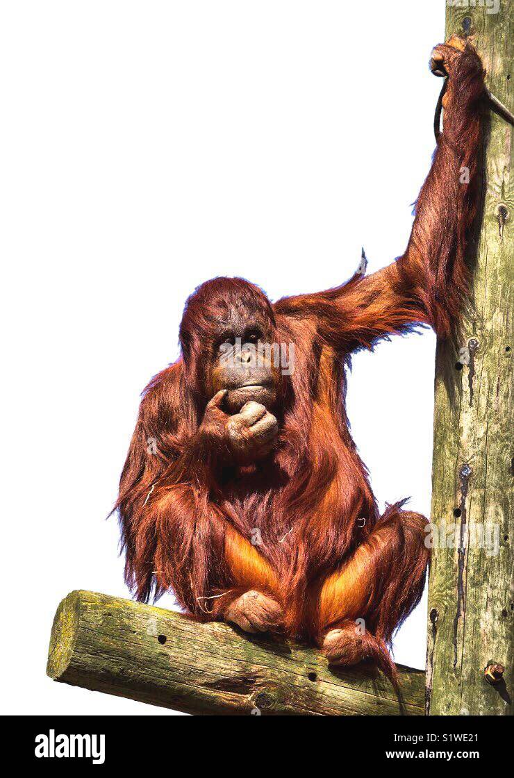 Orangutan deep in thought - Smartphone Captured Stock Image