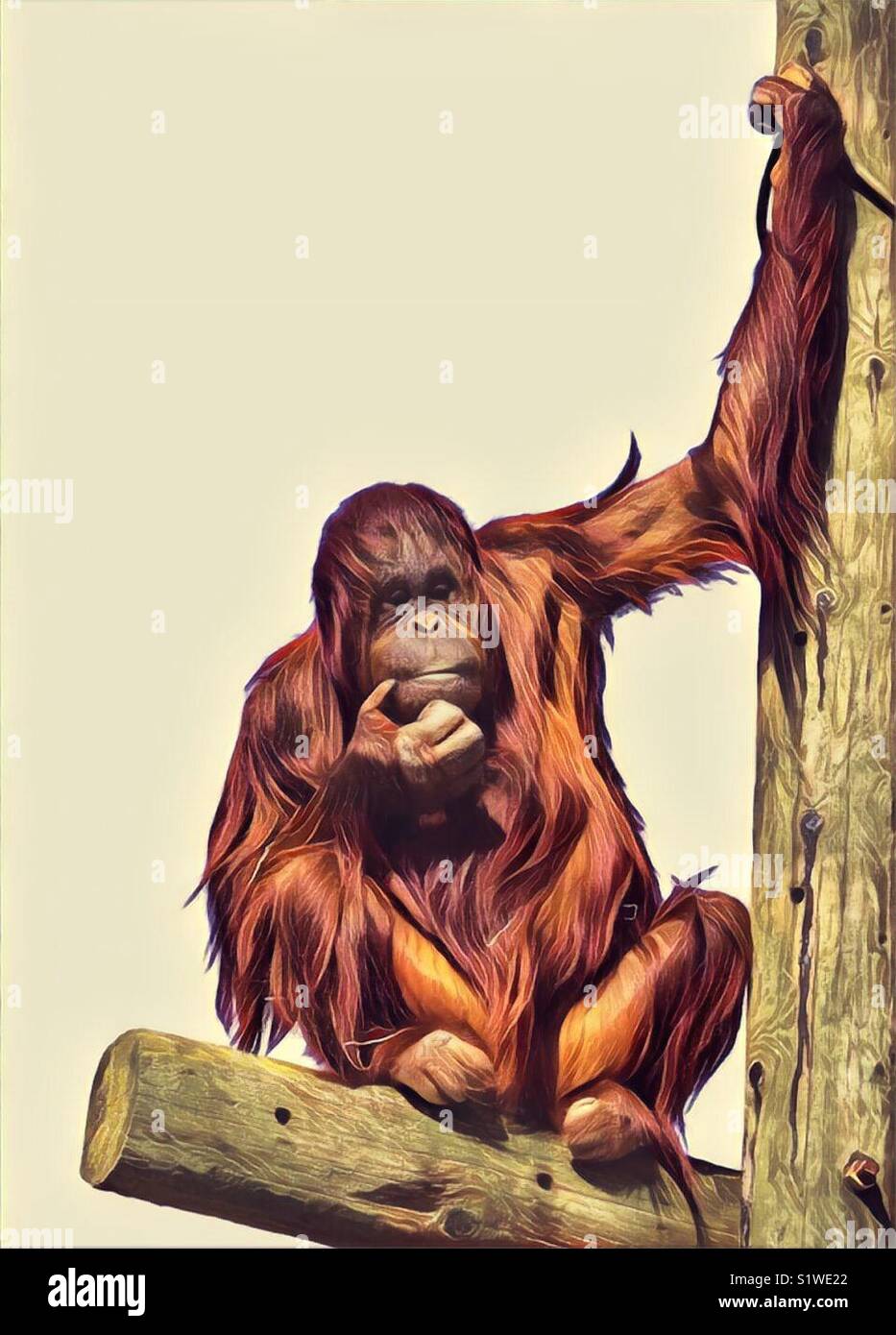 Orangutan looking thoughtful - Smartphone Captured Stock Image