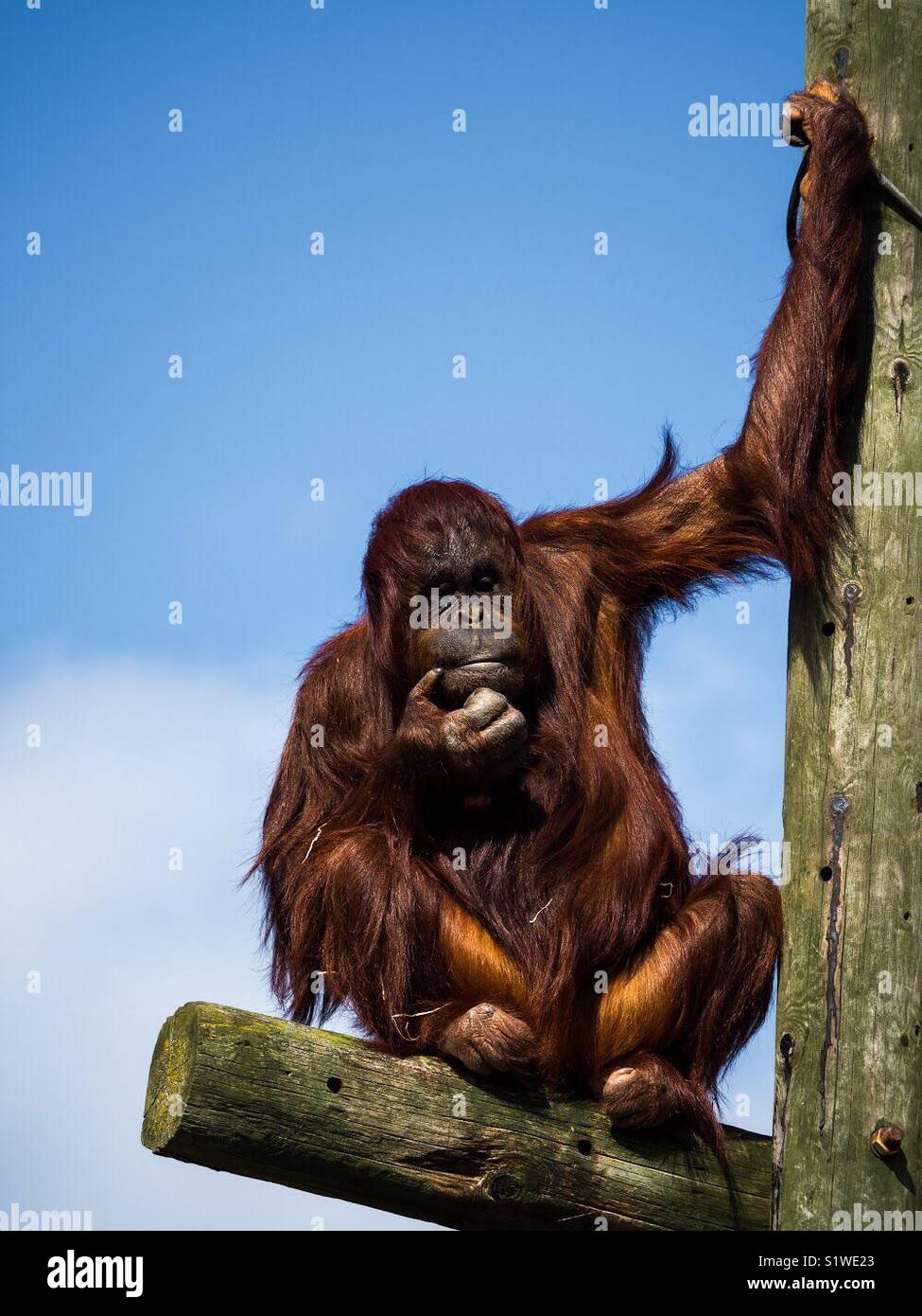Orangutan thinking relaxing - Smartphone Captured Stock Image