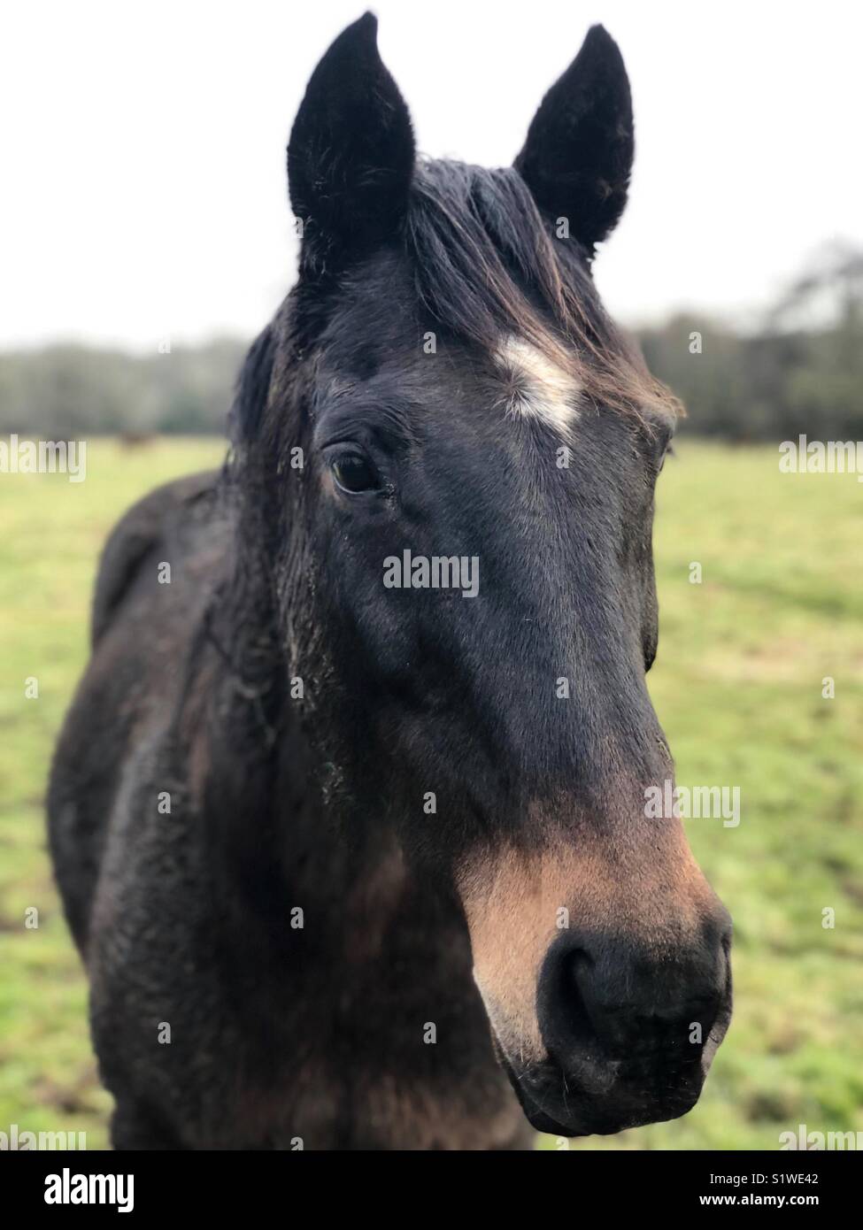Horse portrait Stock Photo