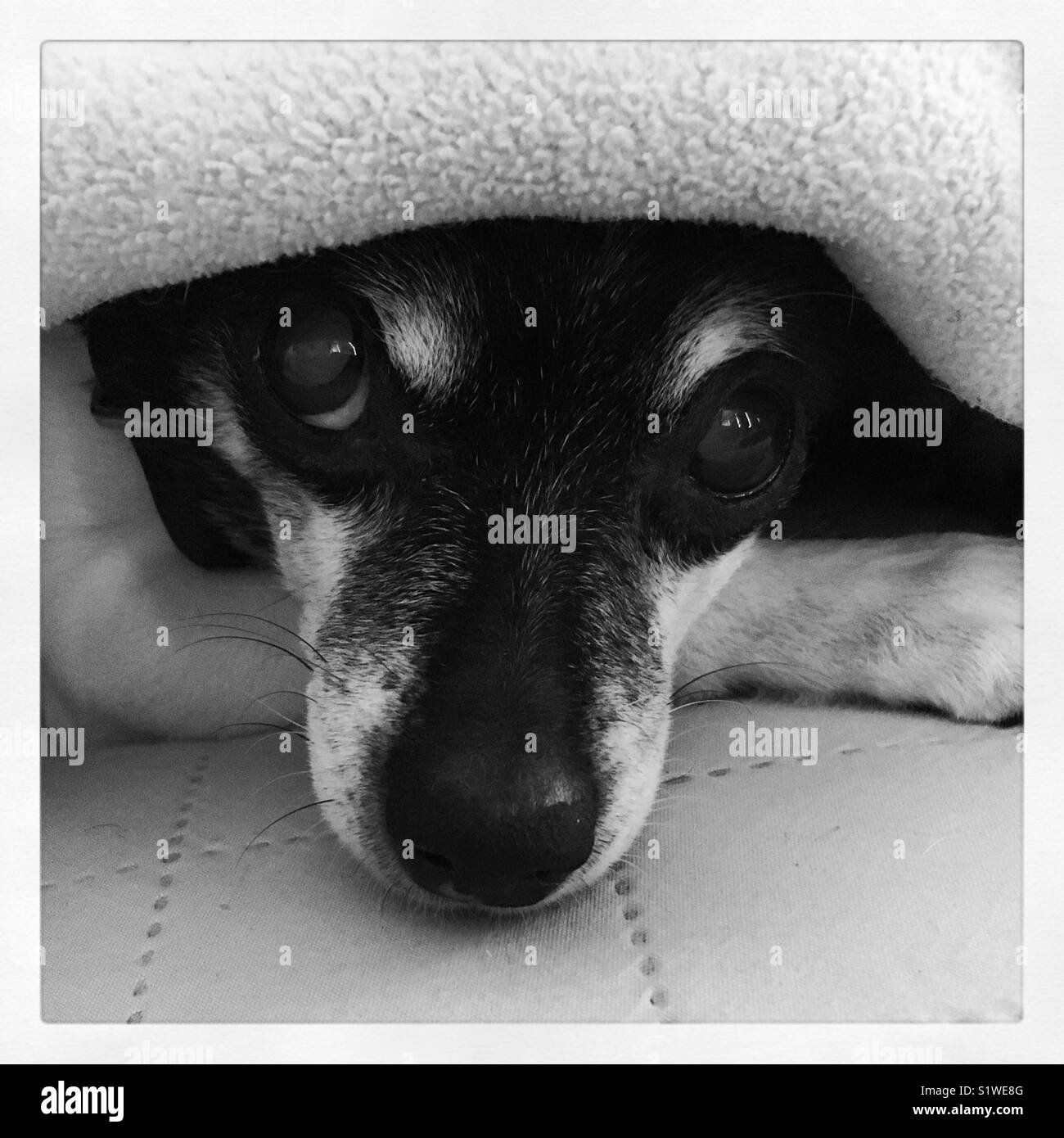 all black rat terrier