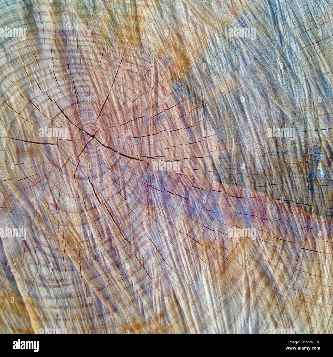 Tree stump - Smartphone Captured Stock Image