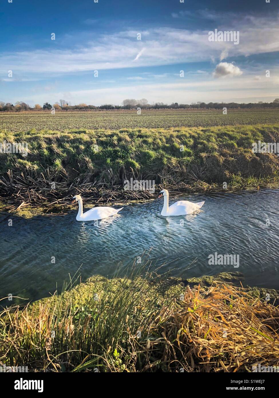 Two swans on a small river in the countryside - Smartphone Captured Stock Image