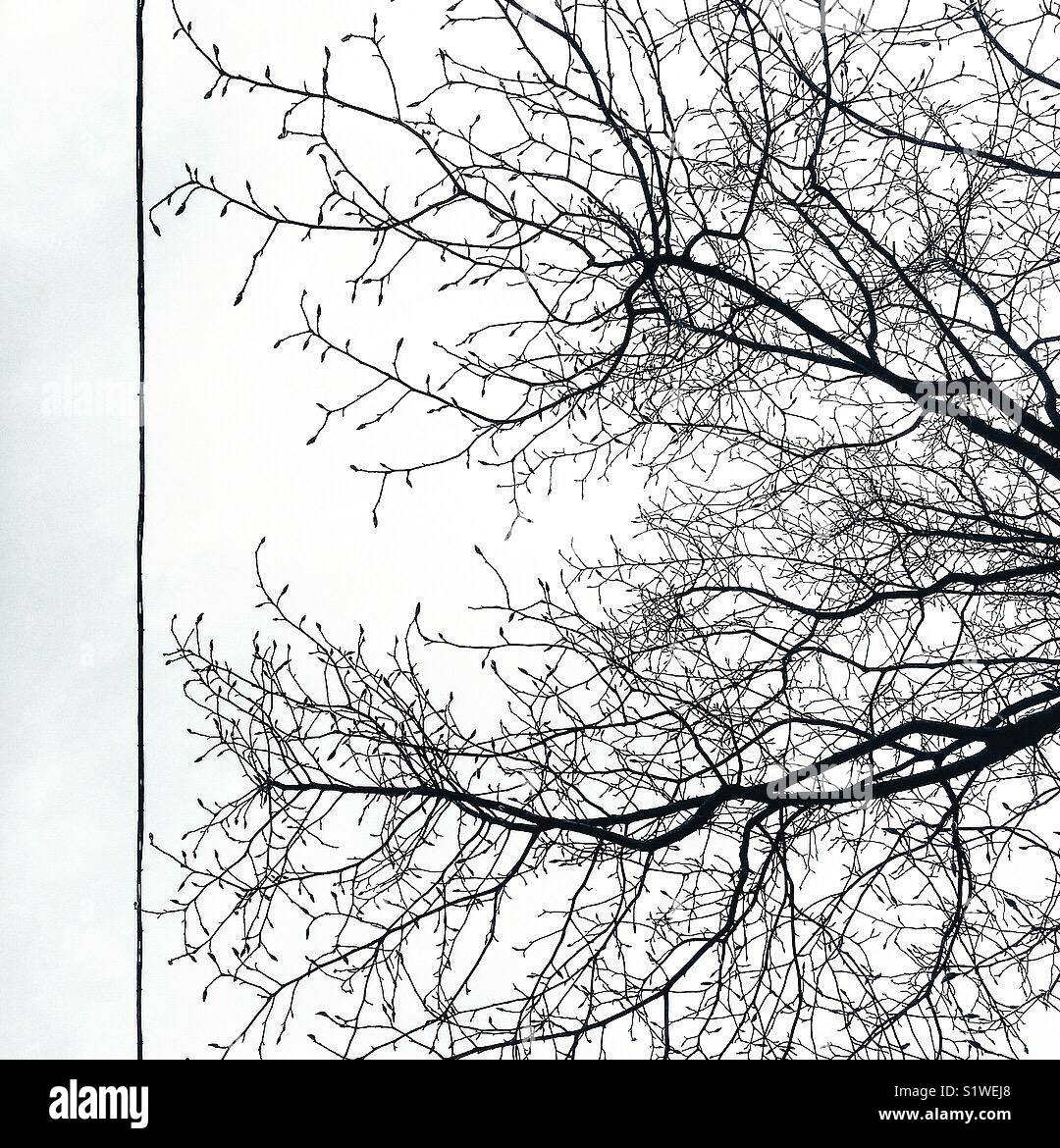 Silhouetted winter tree branches framed to the left by overhead tram wire - Smartphone Captured Stock Image