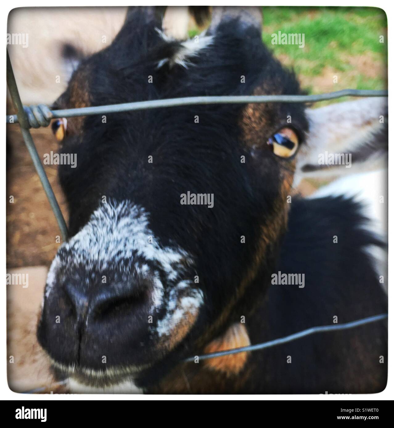 Goat head Stock Photo