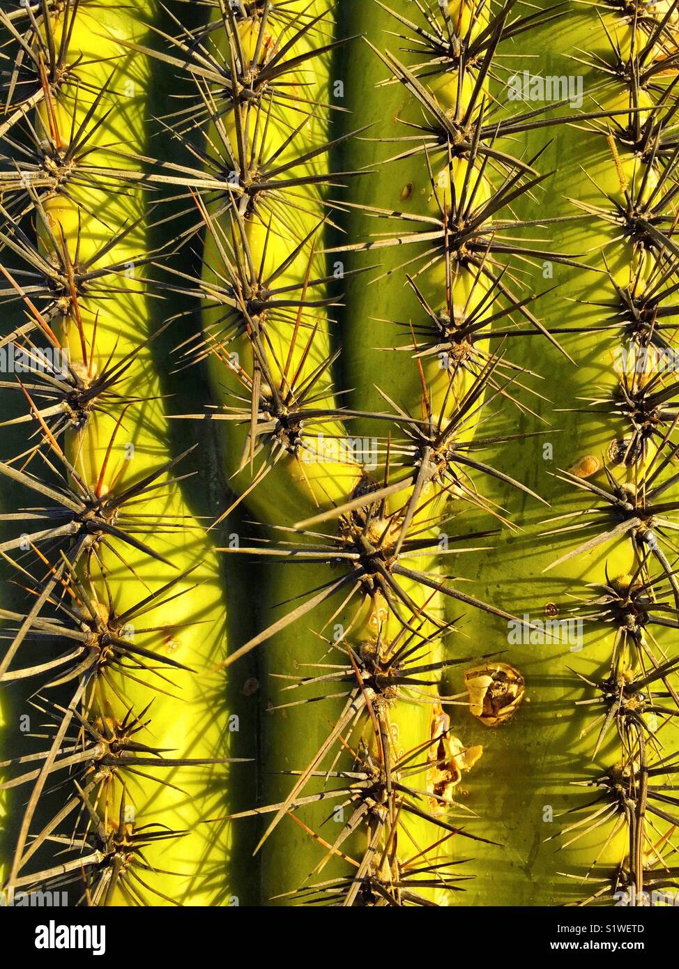 Cactus needles hires stock photography and images Alamy