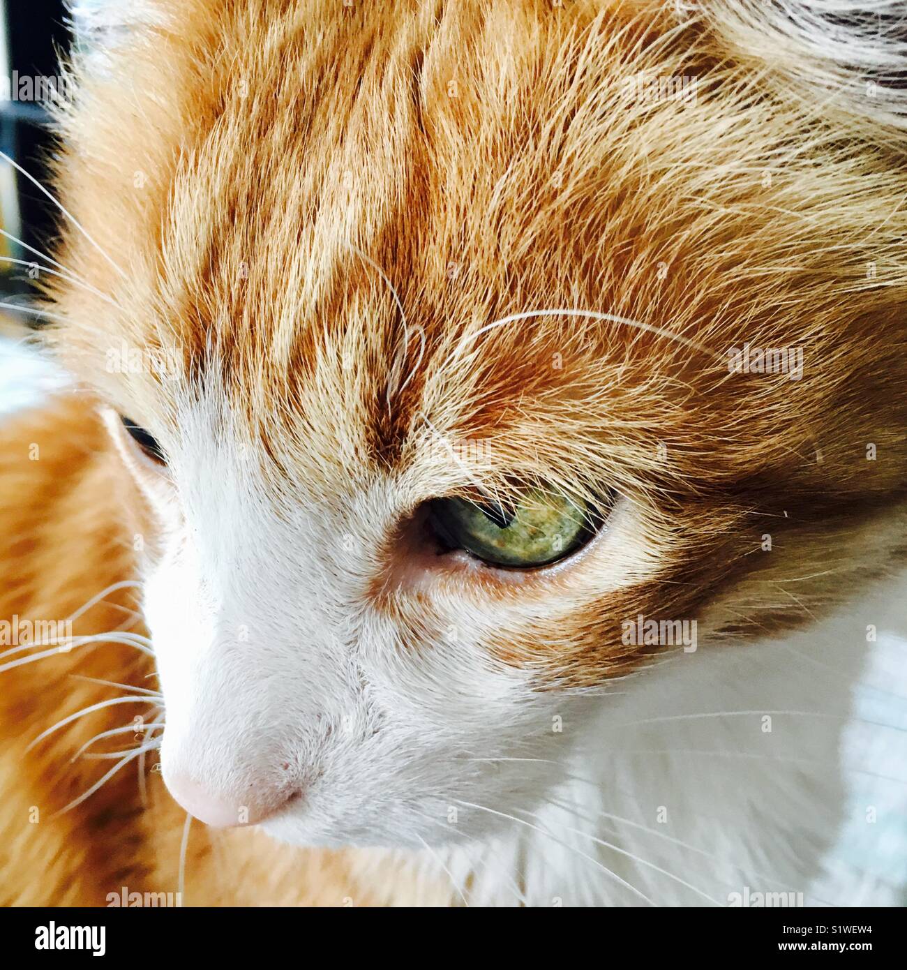 Cat close-up - Smartphone Captured Stock Image