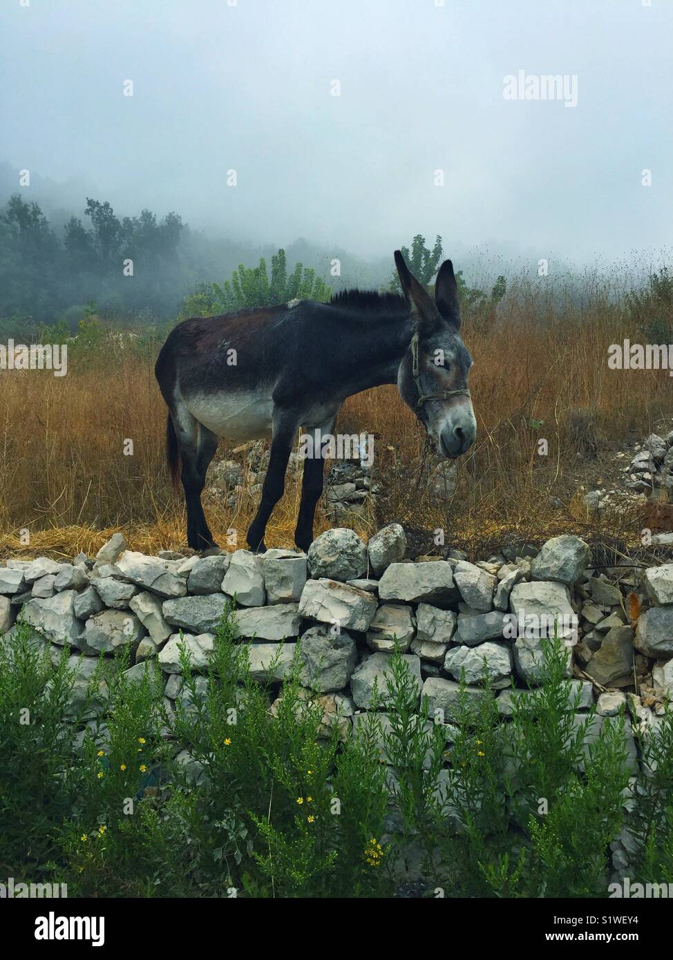 Donkey in the misty countryside - Smartphone Captured Stock Image