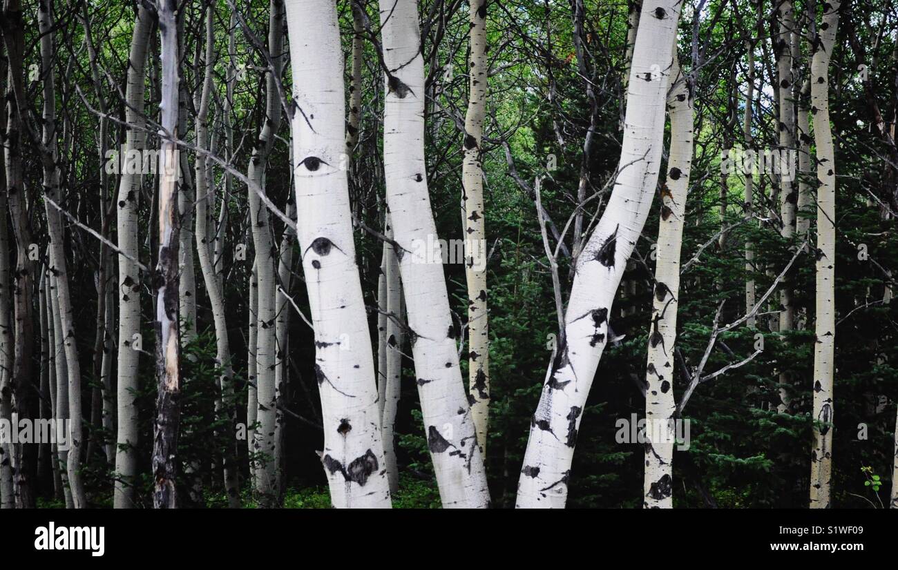 birch-trees-in-the-forest-in-alberta-canada-stock-photo-alamy