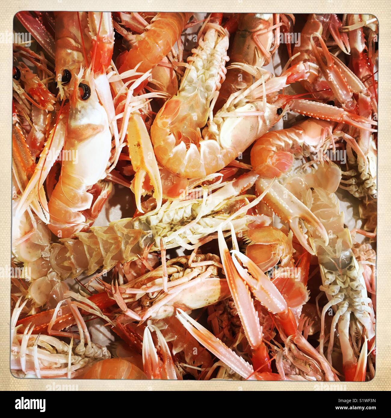 Langoustines - Smartphone Captured Stock Image