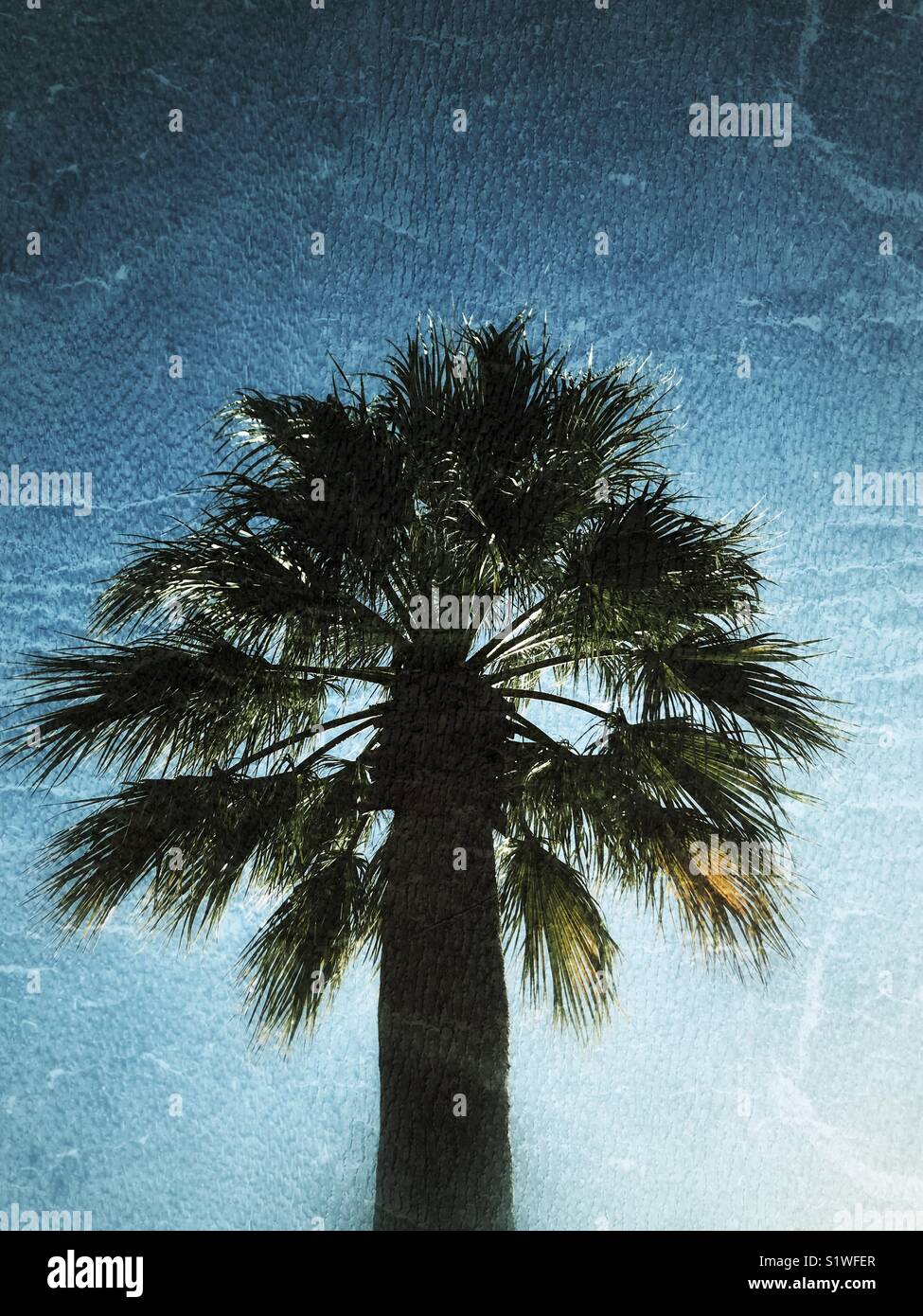Palm tree with grunge effect Stock Photo