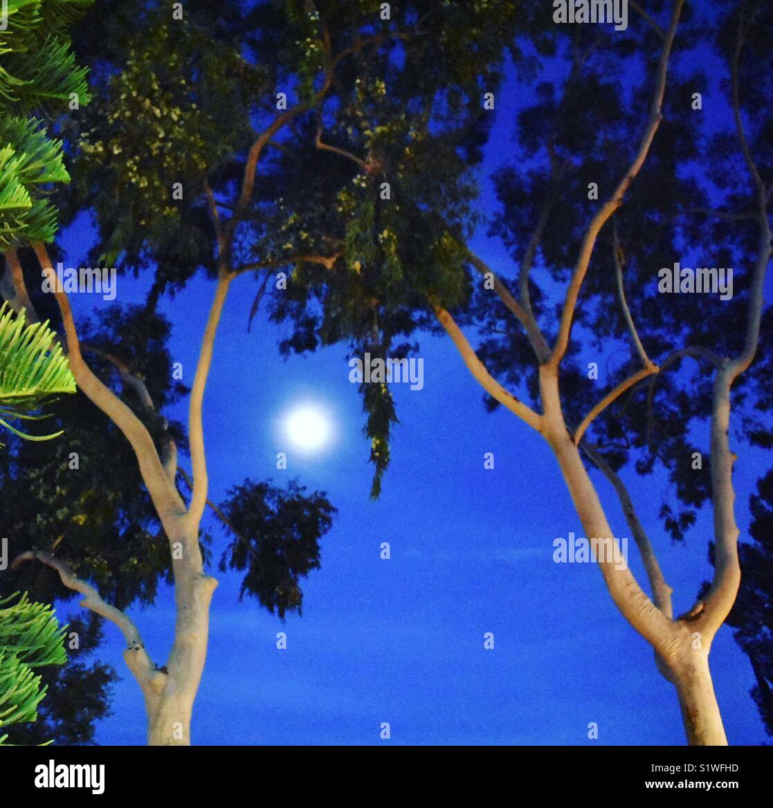 Eucalyptus trees in the moonlight Stock Photo Alamy