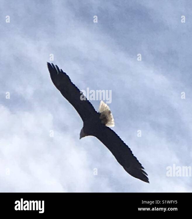 Bald Eagles Stock Photo