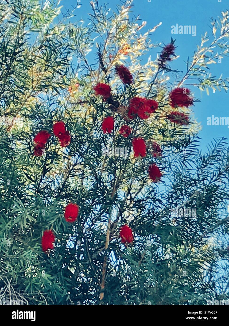 Red bottlebrush flowers tree Stock Photo