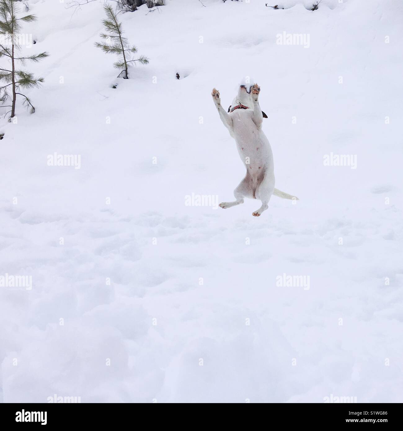 Dog photographed in mid flight as she’s catching a snowball in her mouth. Square crop. Natural light. - Smartphone Captured Stock Image