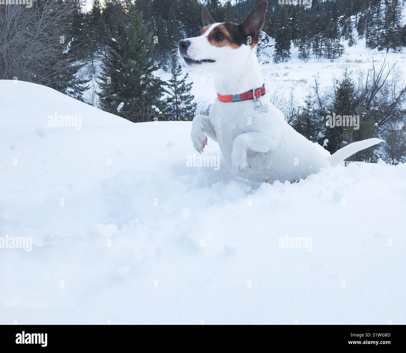 Dog striding through fresh tall snow on a trail at a forest’s edge on a cold winter day. Stock Photo