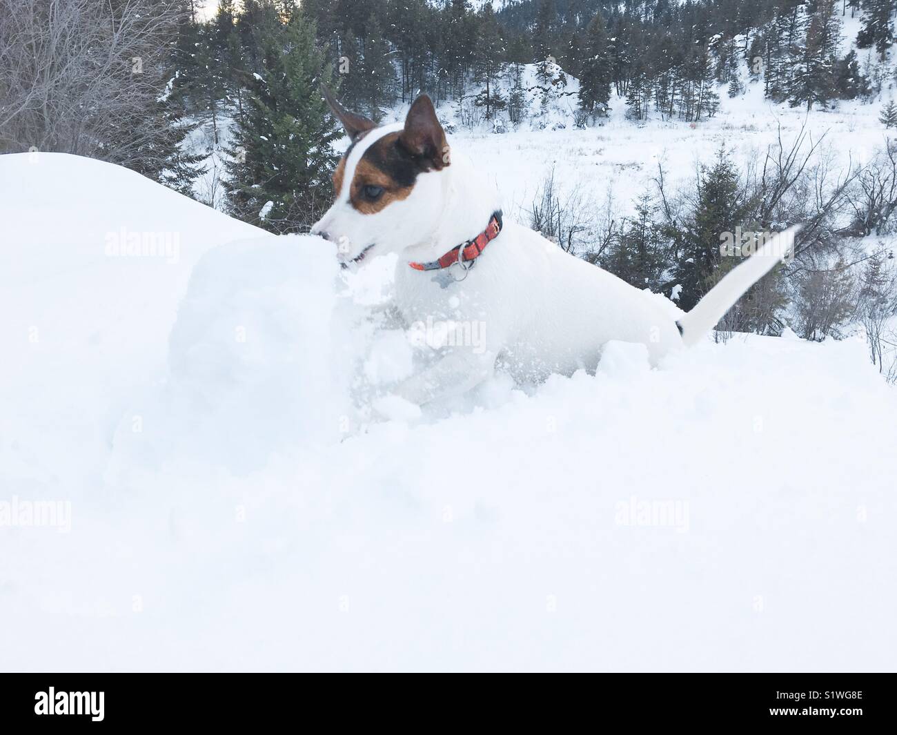 Dog pouncing at a big snowball. - Smartphone Captured Stock Image