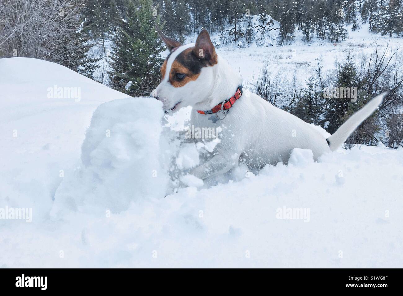 Dog pouncing on a big snowball on a cold winter day. Cropped edit. - Smartphone Captured Stock Image