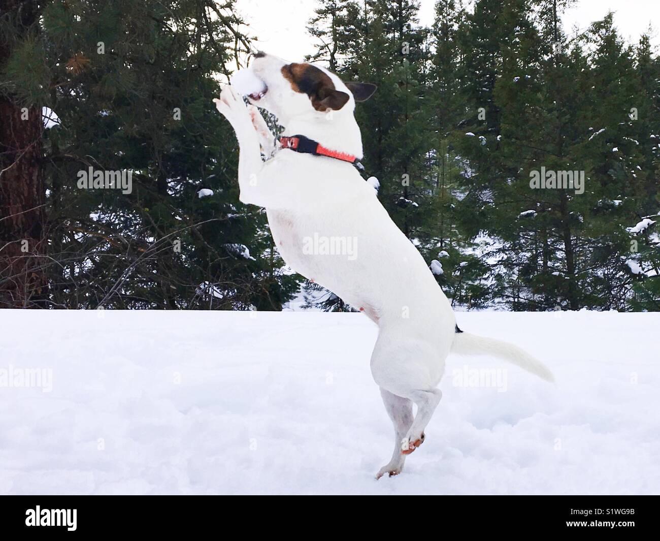 Dog catching a snowball Stock Photo Alamy