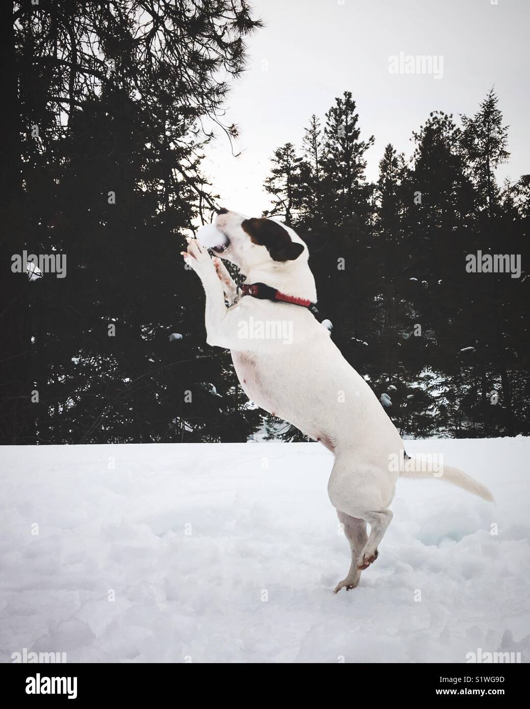 Jack Russell Terrier dog catching a snowball - Smartphone Captured Stock Image