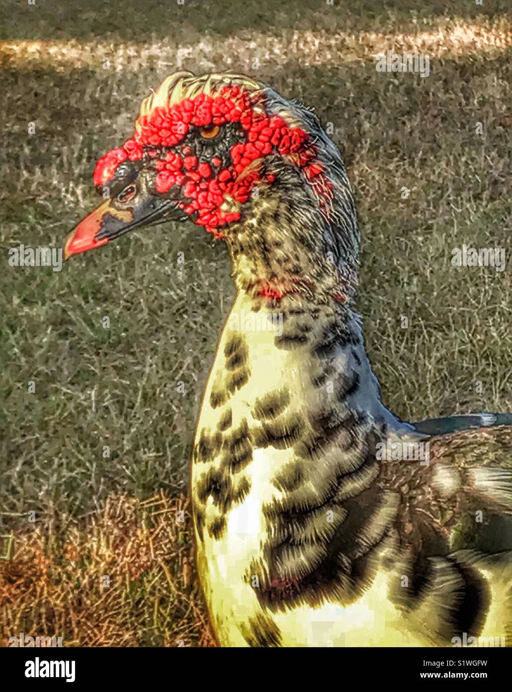 Muscovy duck, Cairina moschata, male - Smartphone Captured Stock Image