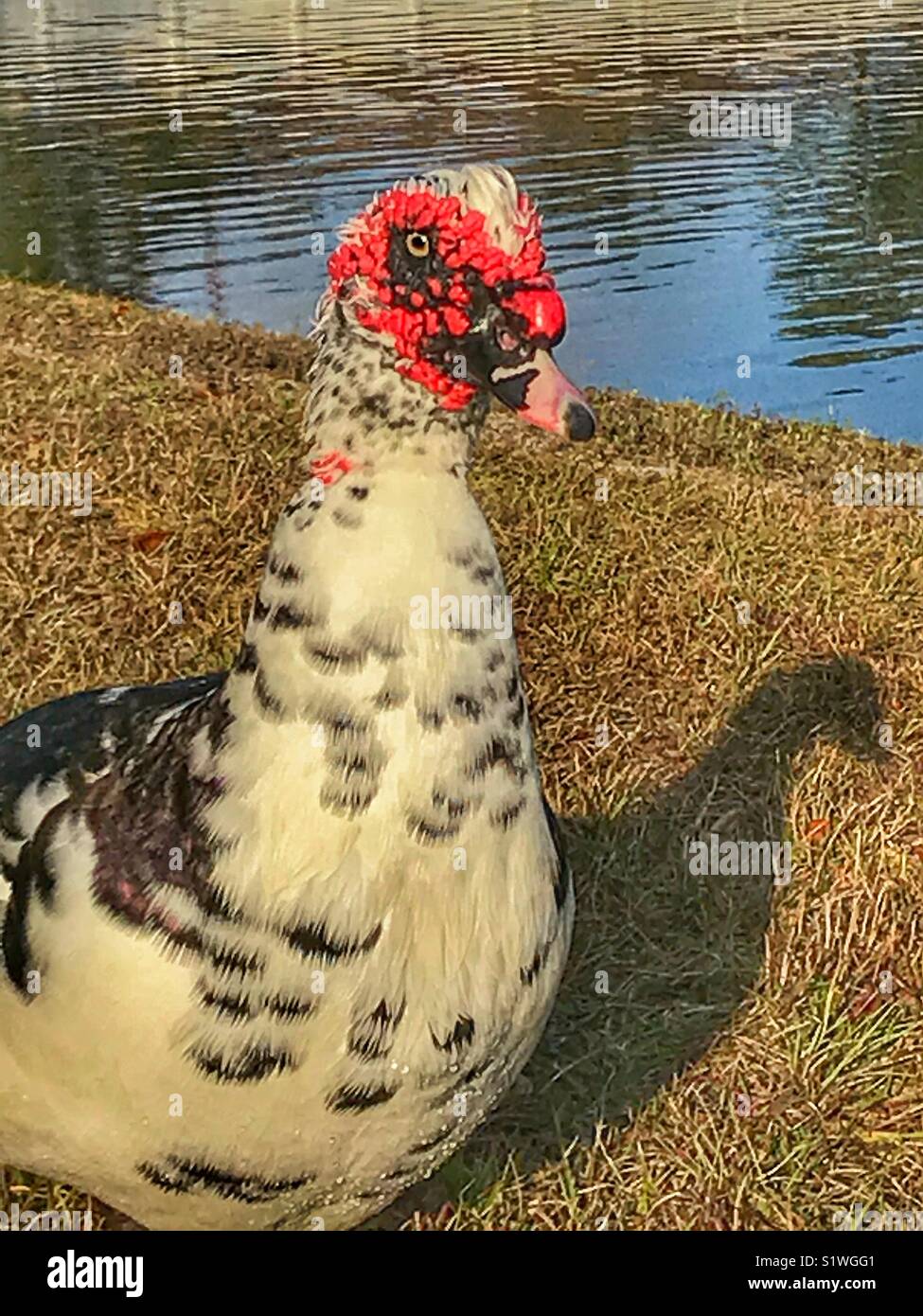 Muscovy duck, Cairina moschata, male - Smartphone Captured Stock Image