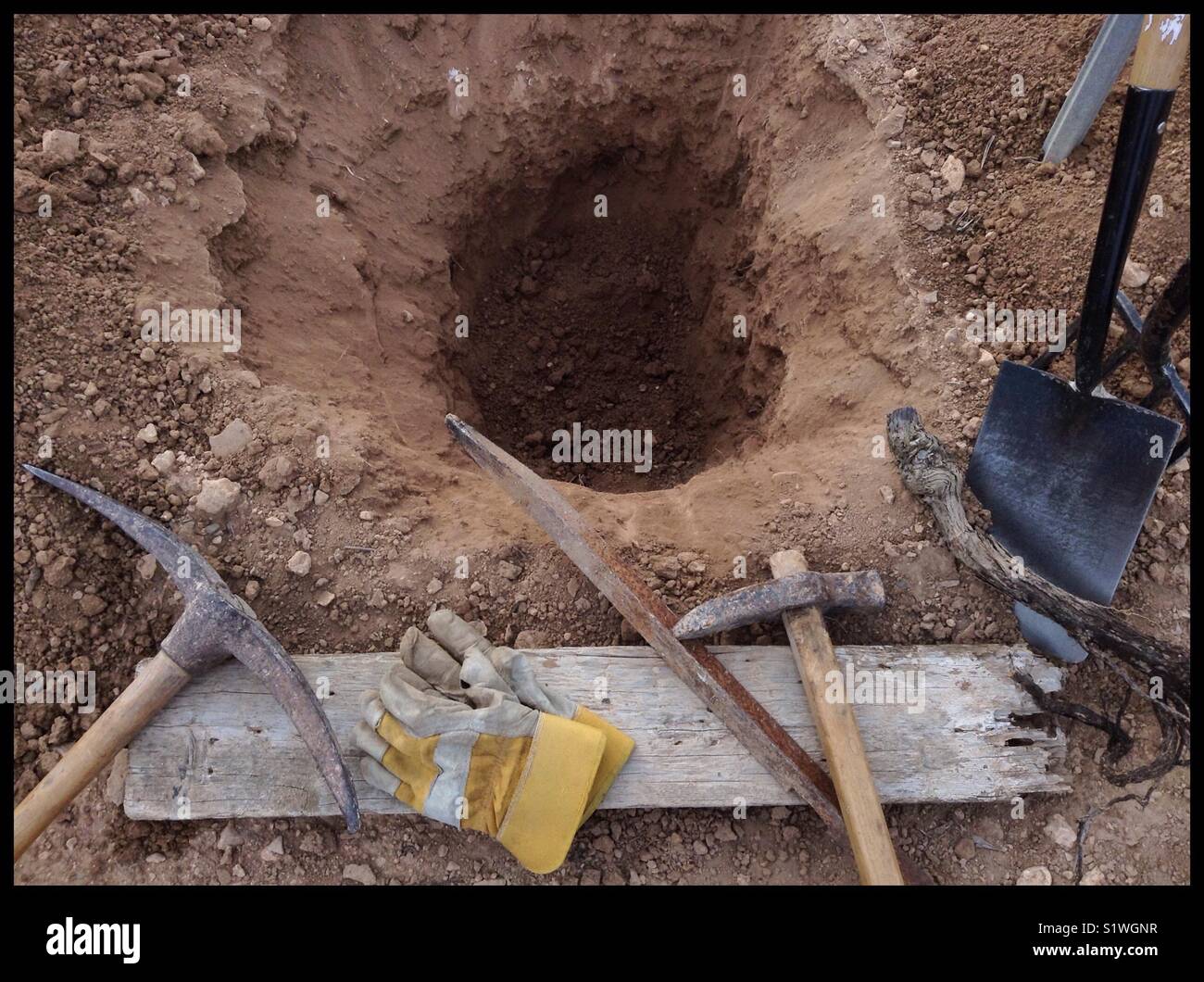Digging out a dead grapevine, Catalonia, Spain. - Smartphone Captured Stock Image