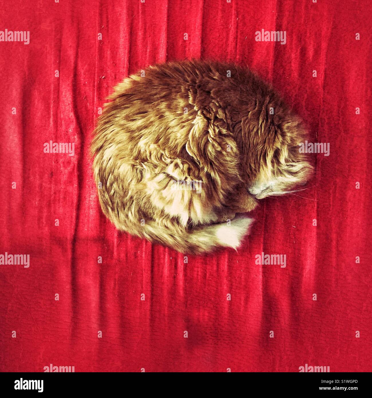 Fluffy orange long haired cat curled up sleeping on an old red mattress Stock Photo