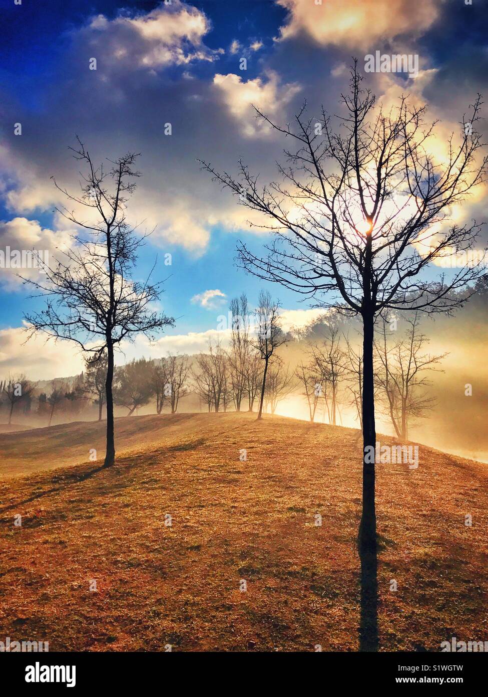 A winter's morning - the sun is up, but the mist is still around. Leafless trees soak up the winter warmth. An evocative image with copy space. Photo Credit - © COLIN HOSKINS. - Smartphone Captured Stock Image