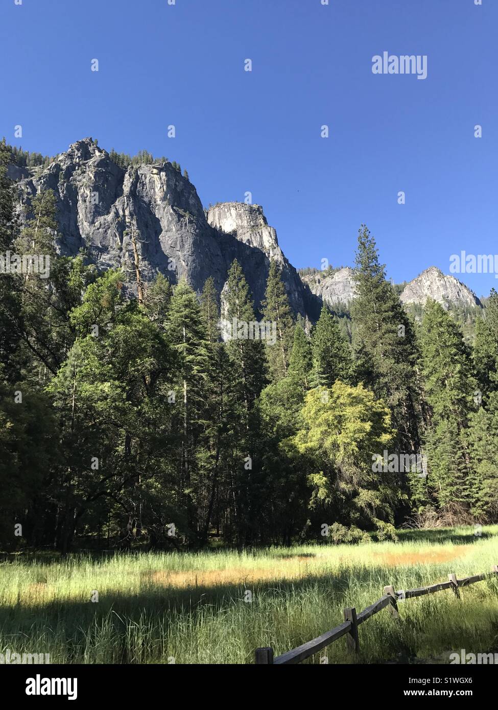 Yosemite valley, grass, trees Stock Photo