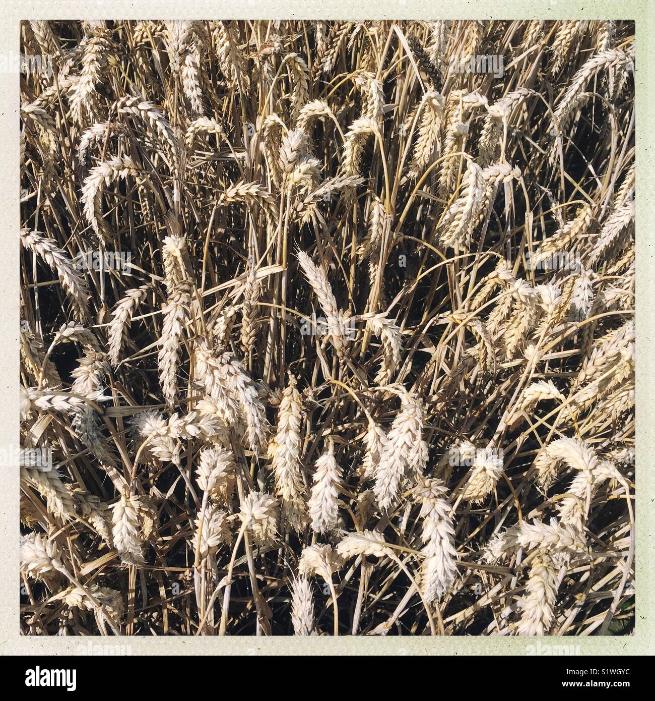 Wheat ready for harvest, United Kingdom - Smartphone Captured Stock Image