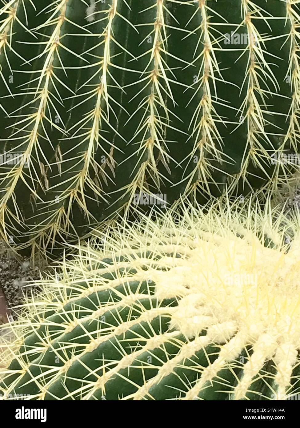 Cactus. Close view. - Smartphone Captured Stock Image
