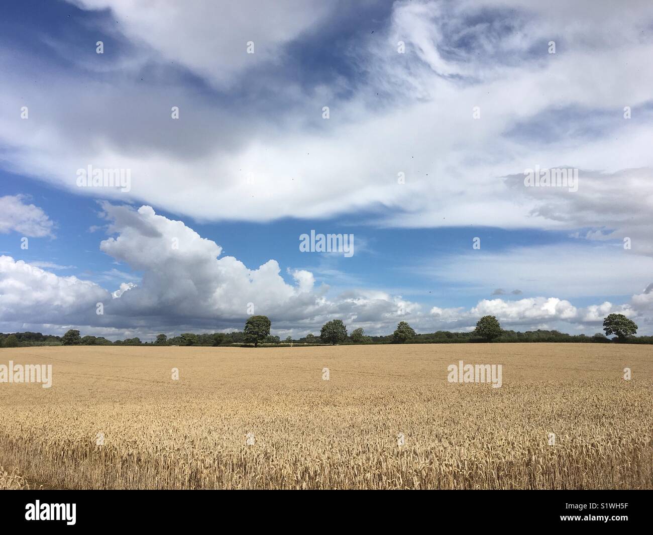 Farm landscape in summer with a field of winter wheat, North Yorkshire, England, UK Stock Photo