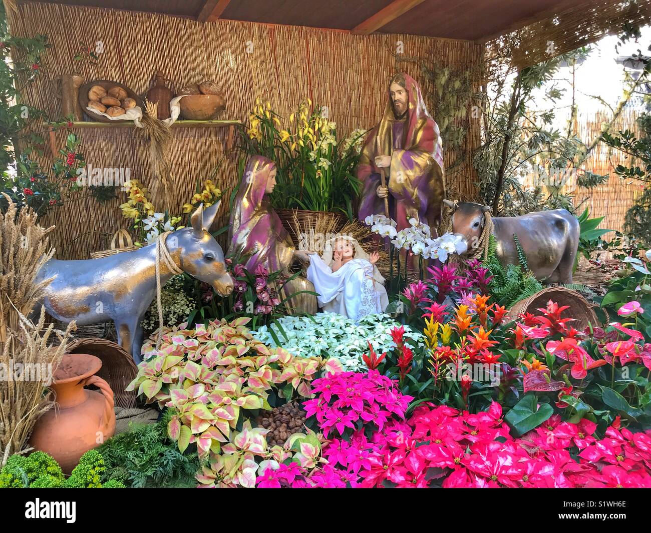 Celebrating Christmas. Nativity scene, known as a presepio, in Av. Arriaga, Funchal, Portugal. Fresh, colourful, flowers are used in the display. Stock Photo