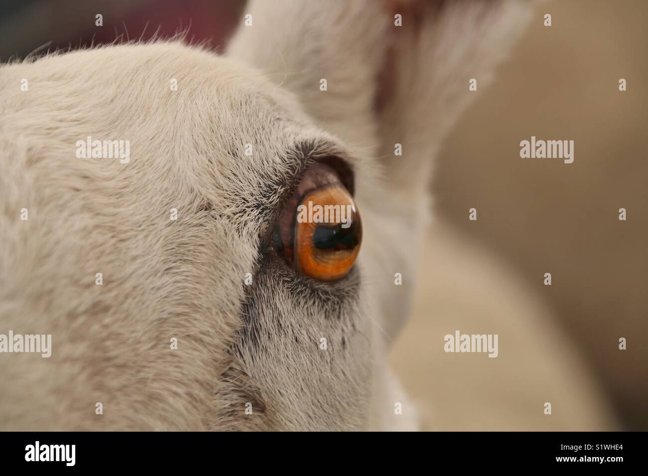 Sheep eye hires stock photography and images Alamy