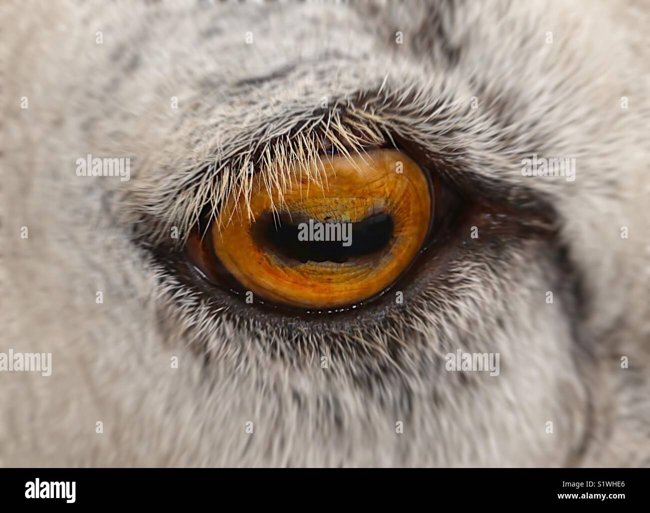 Sheep Eye Stock Photo Alamy