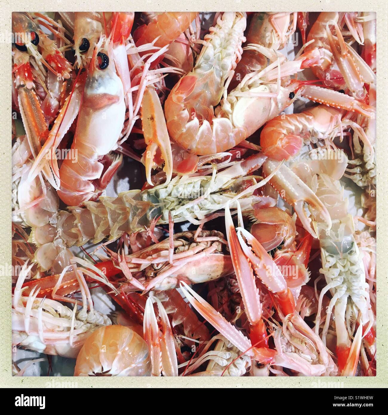 Langoustines - Smartphone Captured Stock Image