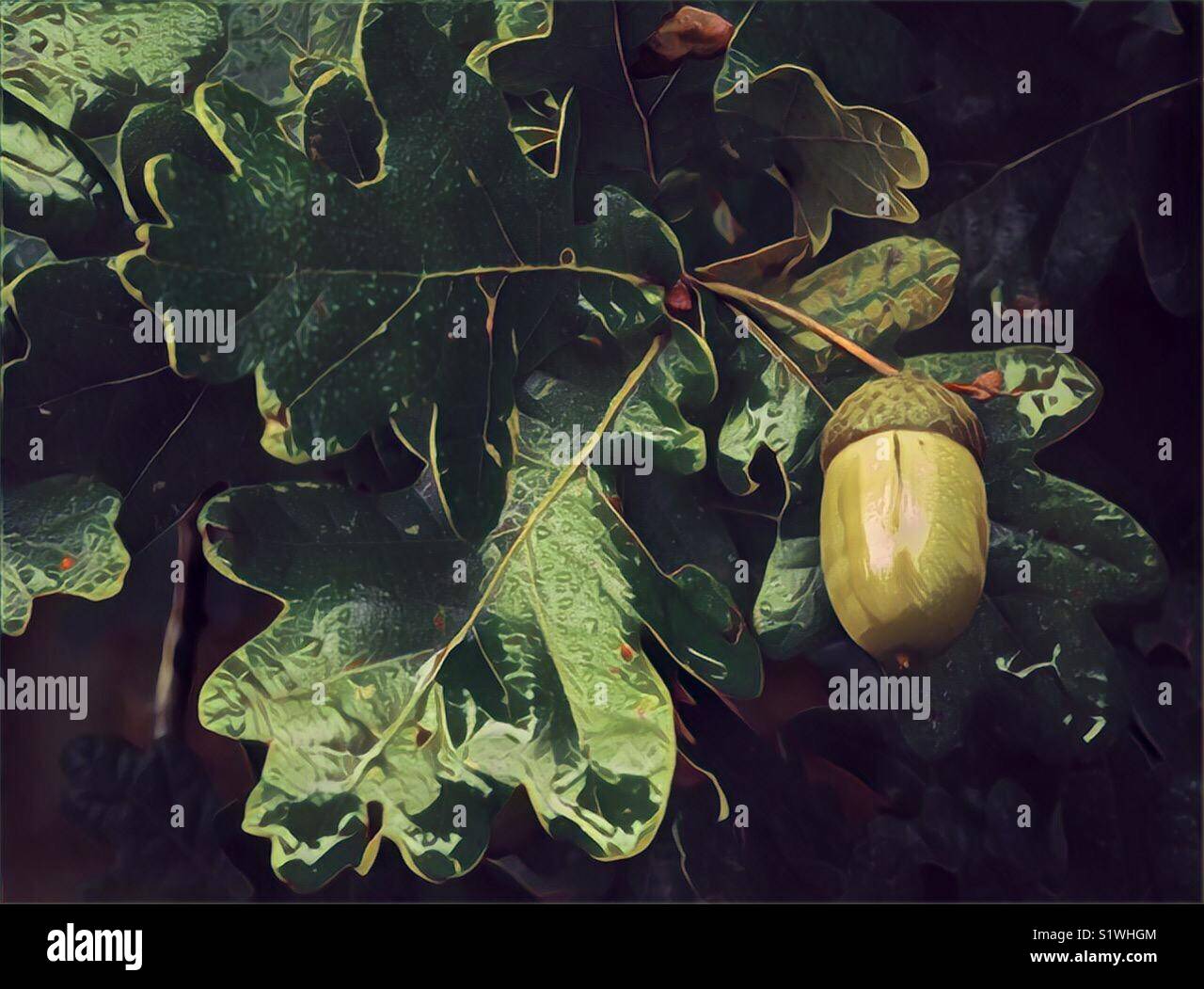 Green acorn new start - Smartphone Captured Stock Image