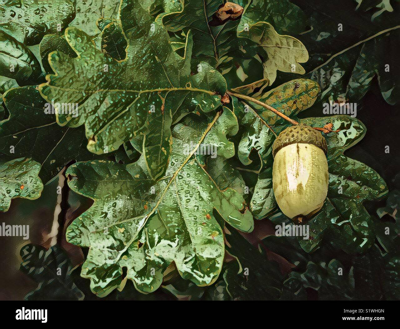 Acorn winter spring summer and autumn - Smartphone Captured Stock Image