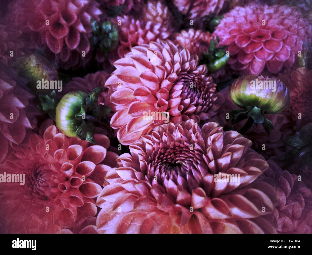 Pink dahlias hi-res stock photography and images - Alamy