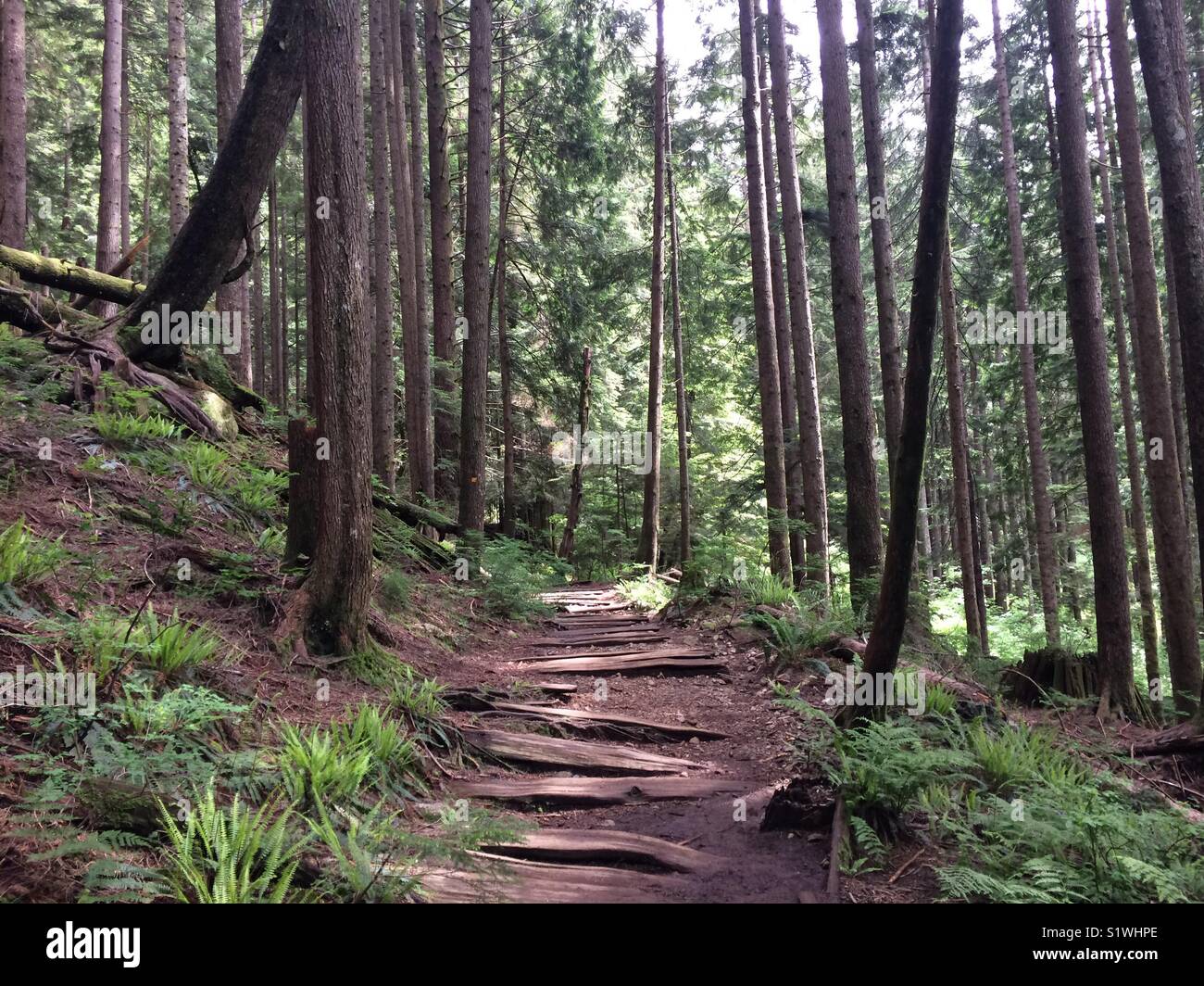 Pathway in the forest, a day hike to Norvan Falls. Stock Photo