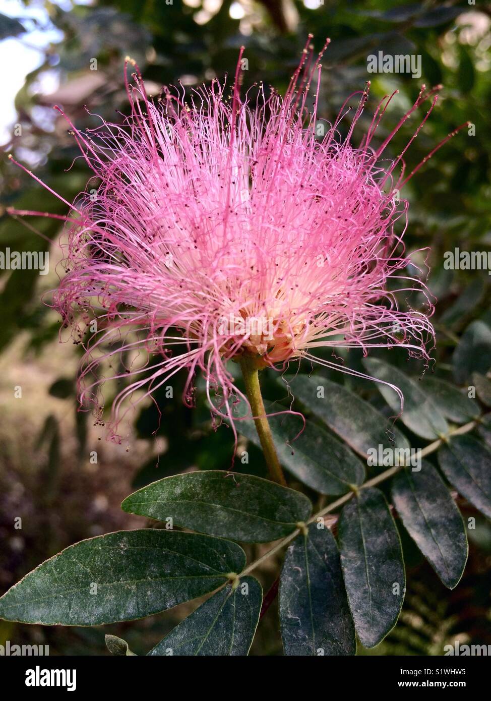 Strange hairy pink flower Stock Photo - Alamy