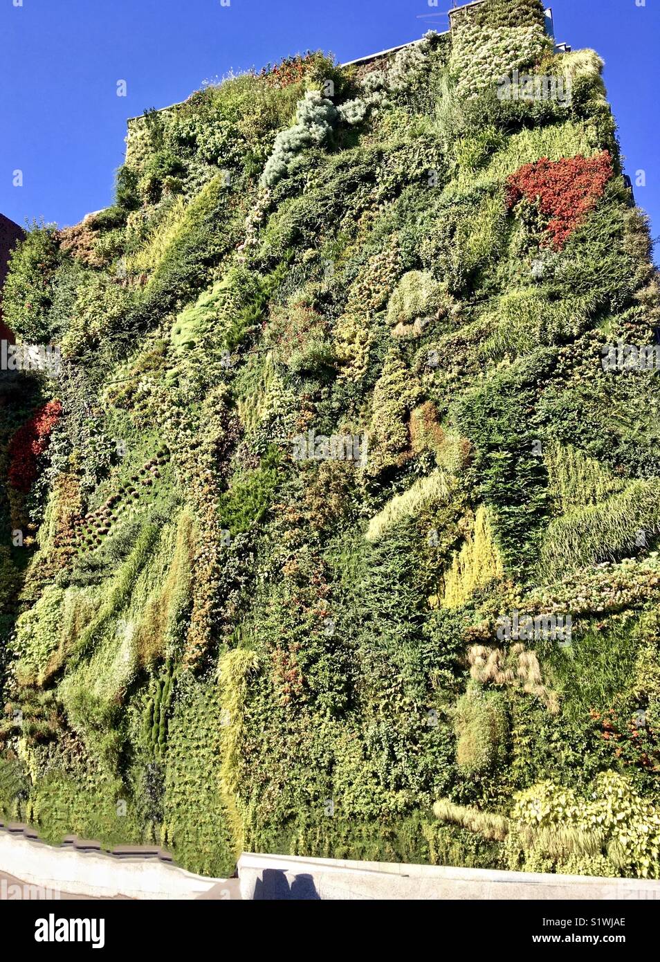 A vertical garden or living wall as outdoor art Stock Photo Alamy
